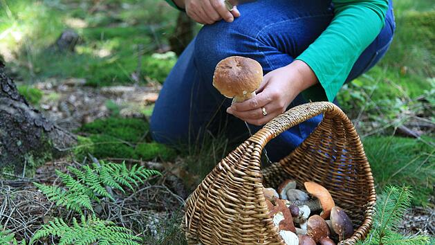 Wie du giftige Pilze erkennst.