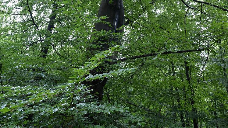 Geschützt - nicht geschützt - doch geschützt? Vor lauter Buchen ist der Steigerwald oft nicht mehr klar zu sehen. Foto: Ronald Rinklef