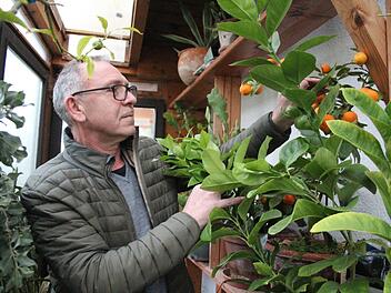 Heinz Zenkel hatte bisher mit dem Gro&szlig;ziehen verschiedenster Pflanzen gro&szlig;es Gl&uuml;ck: Insgesamt 50 Pflanzen &uuml;berwintert er aktuell in mehreren k&uuml;hlen, aber gesch&uuml;tzten R&auml;umen.  Foto: Theresa Schiffl