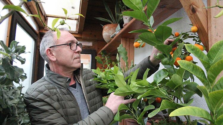 Heinz Zenkel hatte bisher mit dem Gro&szlig;ziehen verschiedenster Pflanzen gro&szlig;es Gl&uuml;ck: Insgesamt 50 Pflanzen &uuml;berwintert er aktuell in mehreren k&uuml;hlen, aber gesch&uuml;tzten R&auml;umen.  Foto: Theresa Schiffl