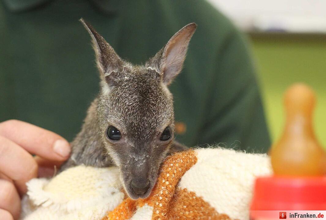 Kängurubaby im Tierpark Köthen