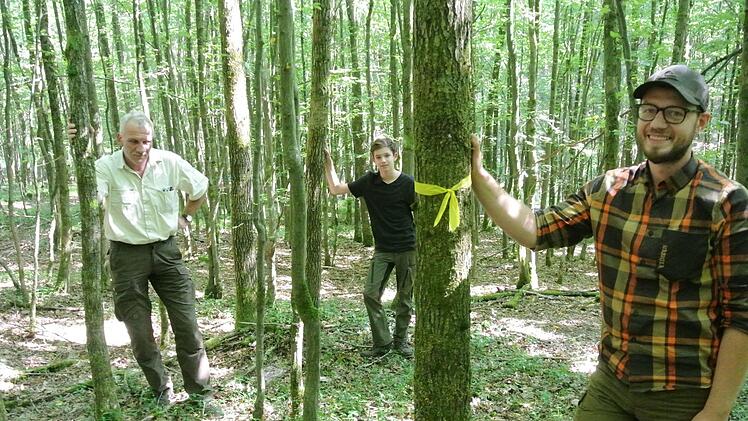 Ob durch den Harvester bereitgelegt (Bild oben) oder mit Muskelkraft einzeln aus dem Wald geborgen: Wer Holz aus dem Wald haben will, dem stehen viele Möglichkeiten offen. Das Bild unten zeigt von links je an einem Punkt-Baum den Sailershäusener Universitätsforstamtsleiter Hans Stark sowie Praktikant Lukas Sahlender. Die Eiche mit dem Bändchen muss stehen bleiben, zeigt Revierleiter Björn Lieblein. Fotos: Brigitte Krause