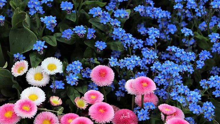 Farben im Einklang: Vergissmeinnicht im dominanten Blau, Bellis in Rosa und Weiß. Foto: GoranH/pixabay.com
