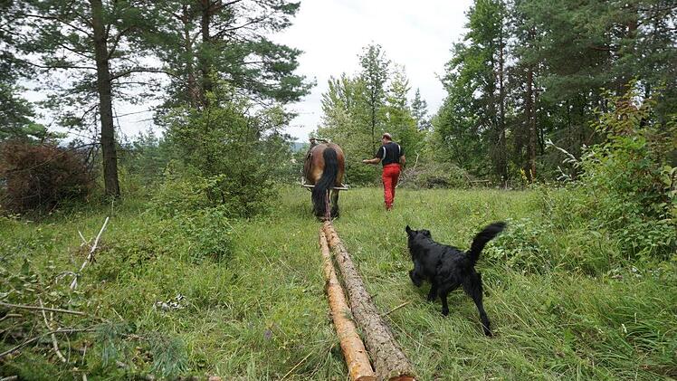 Das belgische Kaltblut Igor war ein unentbehrlicher Partner bei den  Auslichtungsarbeiten am Dünsberg oberhalb von Oberelsbach. Wolfgang  Klüber zog mit ihm die Stämme an den Weg. Foto: Marion Eckert
