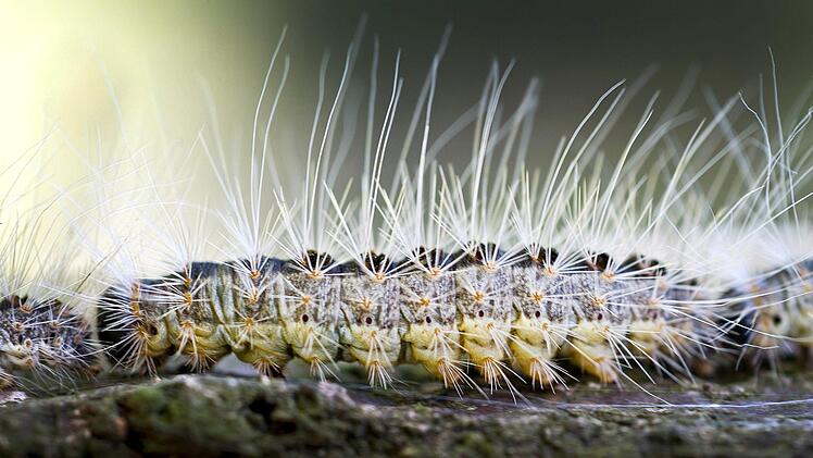 Die Brennhärchen der Larven  können beim Menschen gesundheitliche Reaktionen auslösen.Patrick Pleul, dpa