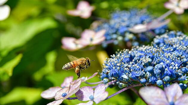 Japanische Berghortensien können mit zahlreichen Pflanzen zu einem üppig blühenden Arrangement kombiniert werden. Sie sind leicht zu kultivieren und locken Insekten an.
