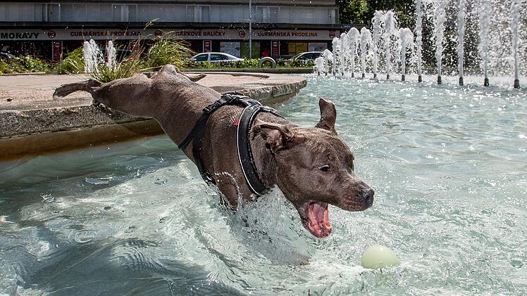 Der Spielsucht verfallen - das sind auch manche Hunde