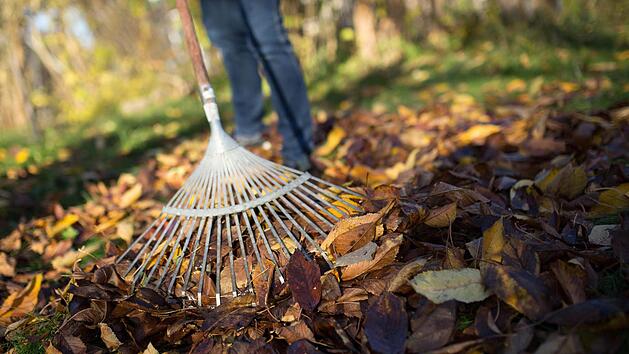 Ein Laubhaufen sollte in einem Garten nicht fehlen. Laubbläser hingegen schaden dem biologischen Gleichgewicht. Foto: Florian Schuh/ Archiv