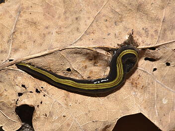 Strudelwurm Caenoplana variegata  breitet sich in Deutschland aus
