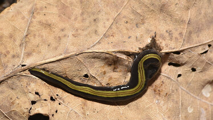 Strudelwurm Caenoplana variegata  breitet sich in Deutschland aus