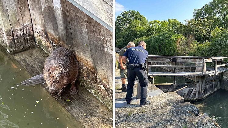 Bamberg: Biber "sa&szlig; in der Falle" - Wasserschutzpolizei bei Rettungsaktion im Einsatz