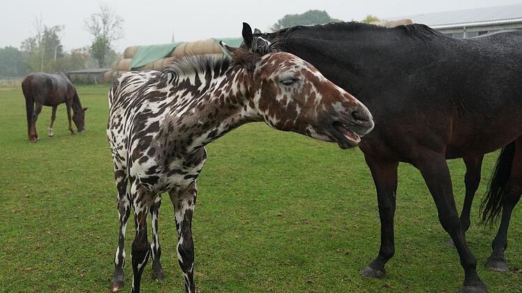 Ein zebrahaft geschecktes Fohlen