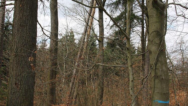 Einige Bäume wachsen in dem Waldstück total schief. Verantwortlich ist der Wind. Foto: Kathrin Kupka-Hahn