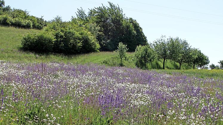 Um den Naturschutz, nachhaltige Landwirtschaft und vieles mehr geht es bei der Landschaftspflege.