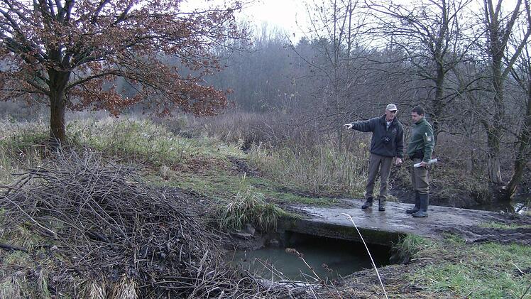 Biberberater Willfried Schwarz und Polizeihauptmeister Christoph Reh begutachten das sinnlose Werk eines Unbekannten, der Reisig aus dem Biberdamm herausgerissen hat.  Fotos: Petra Malbrich