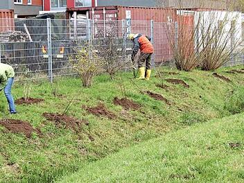 Aktion gegen den Rückgang der Artenvielfält und das Insektensterben: Am Rand des Gewerbeparks wurden 200 Sträucher und Bäume gepflanzt.  Fotos: Richard Sänger