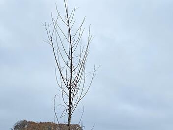 In Herzogenaurach wurde die Robinie am Rad- und Fußweg oberhalb des Schleifmühlbachtales gepflanzt.  Foto: Stadt Herzogenaurach