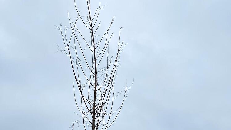 In Herzogenaurach wurde die Robinie am Rad- und Fußweg oberhalb des Schleifmühlbachtales gepflanzt.  Foto: Stadt Herzogenaurach