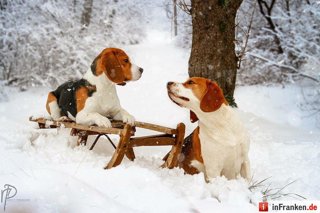 Auf den Hund gekommen: Die schönsten fränkischen Hunde unserer Nutzer