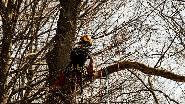 Baumkletterer einer Fachfirma aus Sonneberg beim Einsatz in schwindelnder Höhe am Herzogsweg in CoburgFoto: Jochen Berger