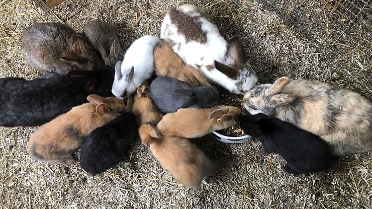 Tierheim Hersbruck mit Hilferuf: "Kommen langsam an unsere Grenzen"