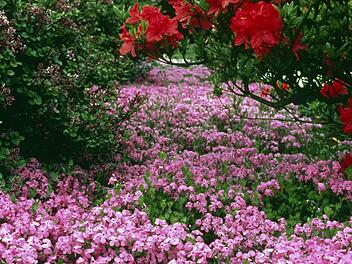 Phlox bildet im Frühling schöne Blütenteppiche und lockt mit seinem süßen Duft Schmetterlinge an. Foto: PdM/dpa