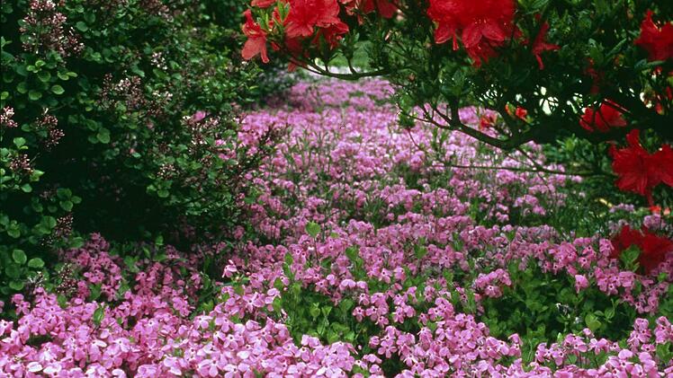 Phlox bildet im Frühling schöne Blütenteppiche und lockt mit seinem süßen Duft Schmetterlinge an. Foto: PdM/dpa