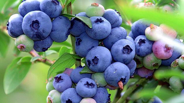 Beerensträuchern kann man praktisch die ewige Jugend verleihen - wenn man sie nur richtig zurückschneidet. Archivfoto: dpa