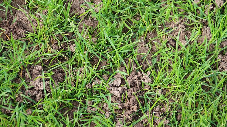 Wen man den Rasenplatz im Dr.Stocke-Stadion derzeit betritt, dann knirscht es auf Schritt und Tritt und man sinkt regelrecht ein. Und das nicht nur stellenweise, sondern überall auf dem Spielfeld. Nirgendwo findet der Schuh so recht Halt.  Zwar wird durch das Graben der Regenwürmer der Boden durchmischt, gelockert und damit das Eindringen von Regenwasser erleichtert. Doch die Ausscheidungen erzeugen in Verbindung mit Feuchtigkeit eine schmierige Schicht, die einen Spielbetrieb deutlich  ersch...