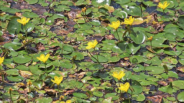 Leuchtend gelb bl&uuml;ht der Teichenzian.