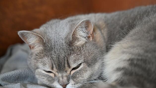 Kreis Coburg: Streit wegen einer Katze - Mann (36) verletzt Senior (76)