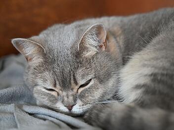 Kreis Coburg: Streit wegen einer Katze - Mann (36) verletzt Senior (76)