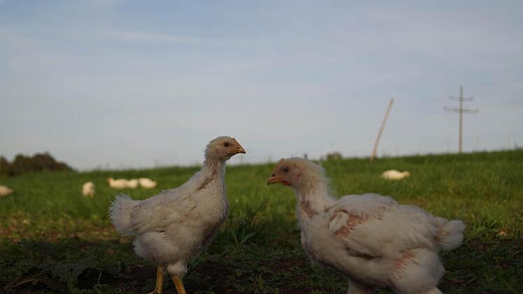 Die Bio-Hähnchen haben viel Auslauf im Grünland.  Foto: Hanna