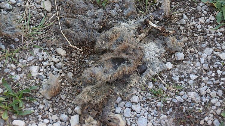 Ein verendetes Kaninchen am Säuberg. Weshalb es gestorben ist, kann niemand sagen.