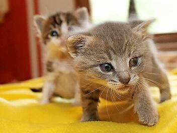 So niedlich die kleinen K&auml;tzchen auch sind, es kommen einfach zu viele ins Tierheim Wannigsm&uuml;hle. Derzeit sind es 270.  Foto: Thomas Malz