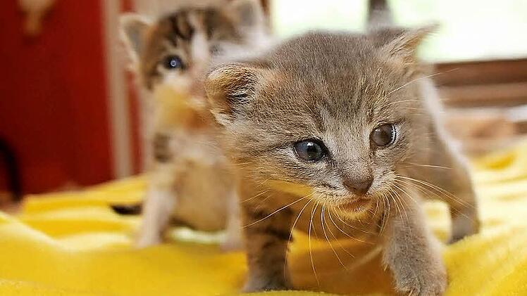 So niedlich die kleinen K&auml;tzchen auch sind, es kommen einfach zu viele ins Tierheim Wannigsm&uuml;hle. Derzeit sind es 270.  Foto: Thomas Malz