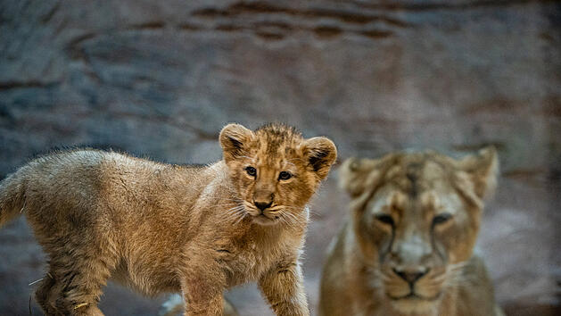 Traurige Nachricht aus dem Nürnberger Tiergarten: Löwenbaby ist tot