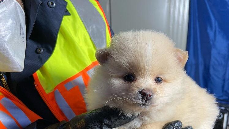 Illegaler Welpentransport bei Selb aufgedeckt - Hund jetzt im Tierheim