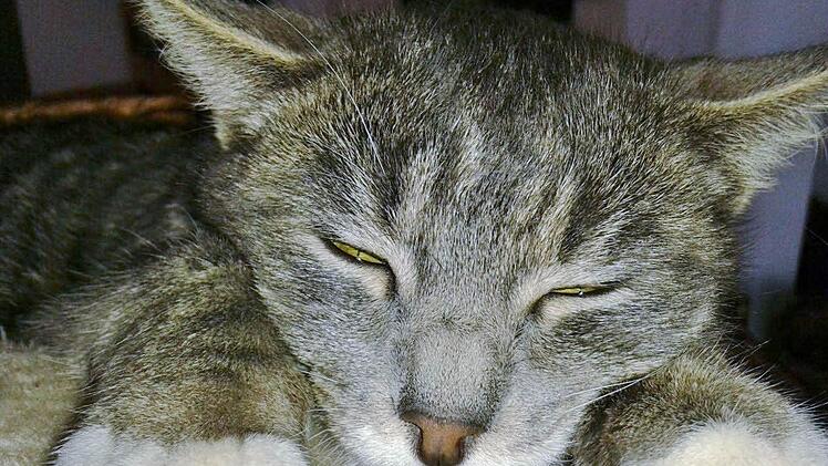 Vermisst: Katze Quenny von Familie Höfler.