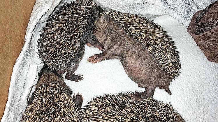 Vier auf einen Streich: Jedes Kleine suchte immer die Nähe des anderen.