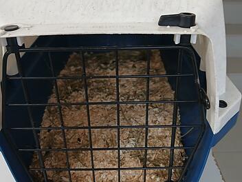 Tierheim Hof: Zwei Transportboxen am Straßenrand gefunden - eine leer, eine mit Inhalt