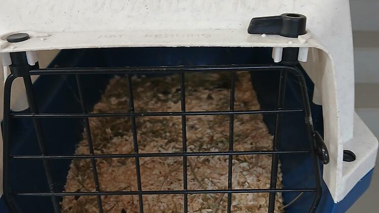 Tierheim Hof: Zwei Transportboxen am Straßenrand gefunden - eine leer, eine mit Inhalt
