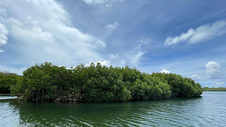 Auf einer kleinen Mangroveninsel im Nordosten der Insel Mauritius soll nach Daniel Kriegs Ansicht der Schatz des Piraten La Buse vergraben worden sein.