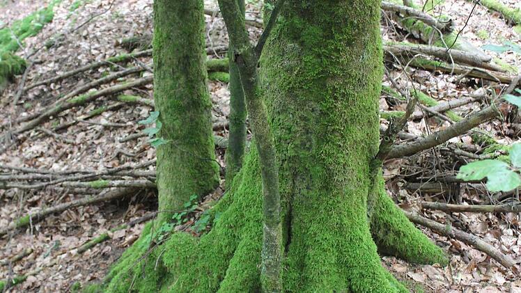 Leserwanderung im Hauptsmoorwald. Foto: Michael Memmel