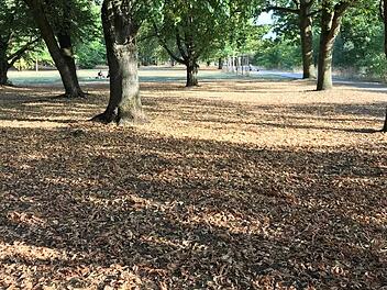 Von vorzeitig abgeworfenen Blättern übersät: Parkboden in Bamberg am Kunigundendamm.  M. Wehner
