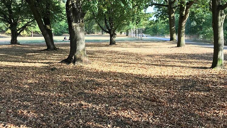Von vorzeitig abgeworfenen Blättern übersät: Parkboden in Bamberg am Kunigundendamm.  M. Wehner