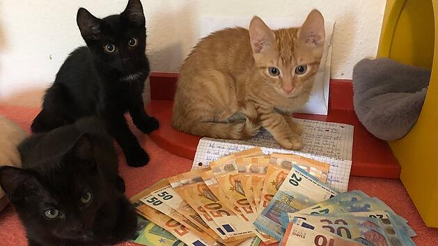 Tierheim Hersbruck erhält von anonymer Spenderin "unglaubliche Summe"