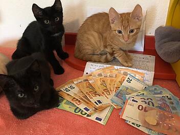 Tierheim Hersbruck erhält von anonymer Spenderin "unglaubliche Summe"