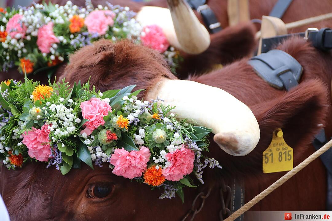 Der Rakoczy-Fest-Sonntag 2016 in Bildern