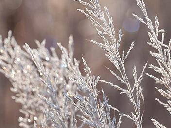 Hingucker im Garten: Ziergräser wie das Diamantgras (Calamagrostis brachytricha) bieten auch in der kalten Jahreszeit faszinierende Anblicke. Foto: Marion Nickig